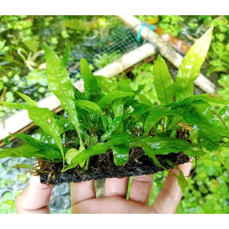 Jual kadaka mini //tanaman aquascape | Shopee Indonesia