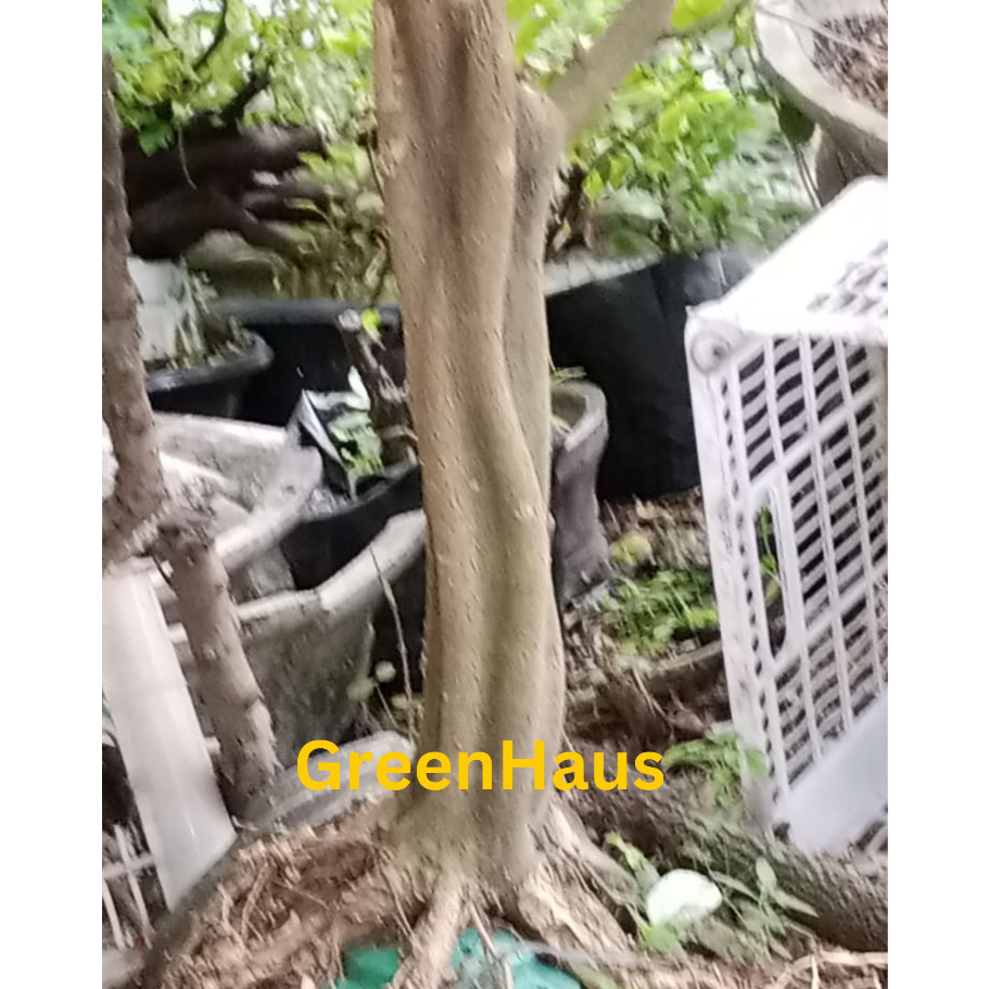 Jual bahan bonsai brazilian rain tree tanaman import hasil cangkok ...
