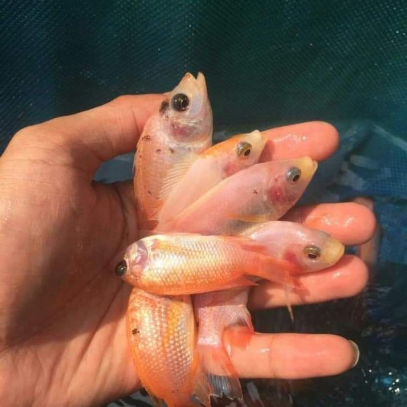 Jual Ikan Nilla Bibit Ikan Nila Aquarium Kolam Ukuran 4 10 Cm