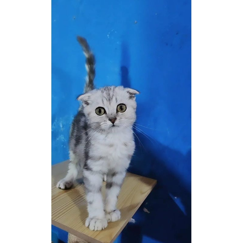 Jual KUCING KITTEN SCOTTISH FOLD SILVER | Shopee Indonesia