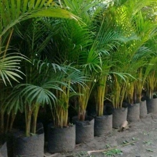 Jual tanaman palm kuning rumpun tinggi 1,3 meter | Shopee Indonesia