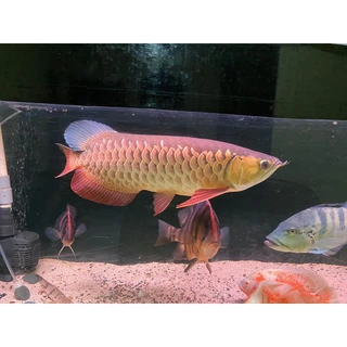 Jual Arwana Golden Red Terlengkap & Harga Terbaru Juni 2024 | Shopee