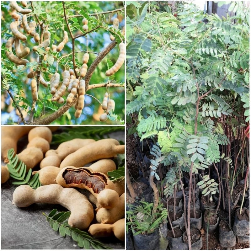 Jual Tanaman Buah Asam Jawa (Tamarindus indica) | Shopee Indonesia