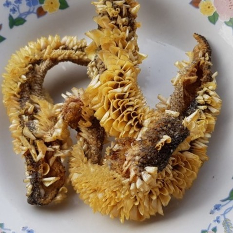 Jual FISH SNACK FOR DOG CAT SALMON SNAPPER SKIN KULIT FIN