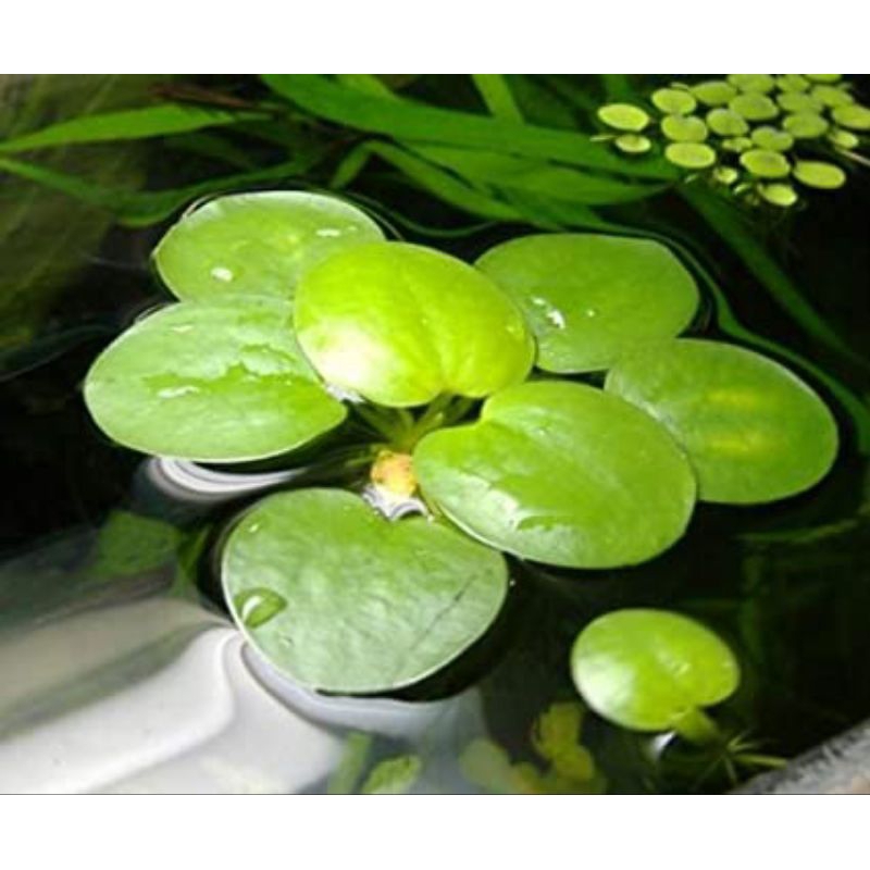 Produk Kelas juragan aquatick | Shopee Indonesia