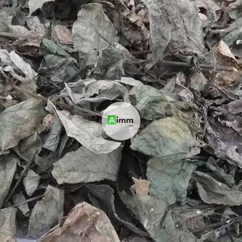 Jual DAUN KEJI BELING KERING - SIMPLISIA DAUN KEJI BELING - 500 GRAM ...