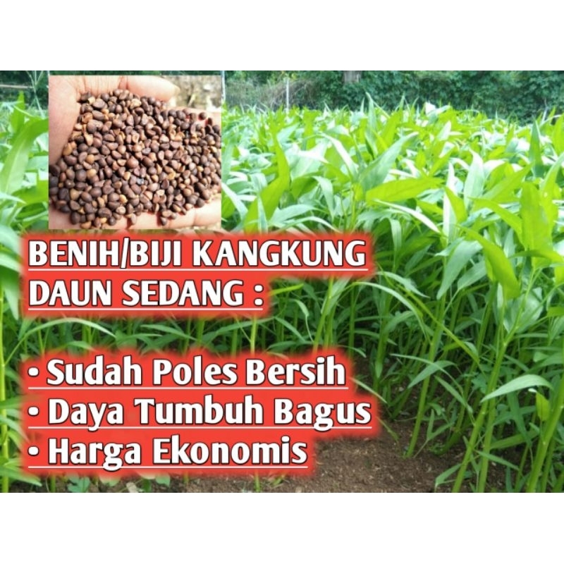 Benih Kangkung Daun Sedang 1Kg (Sudah Poles)