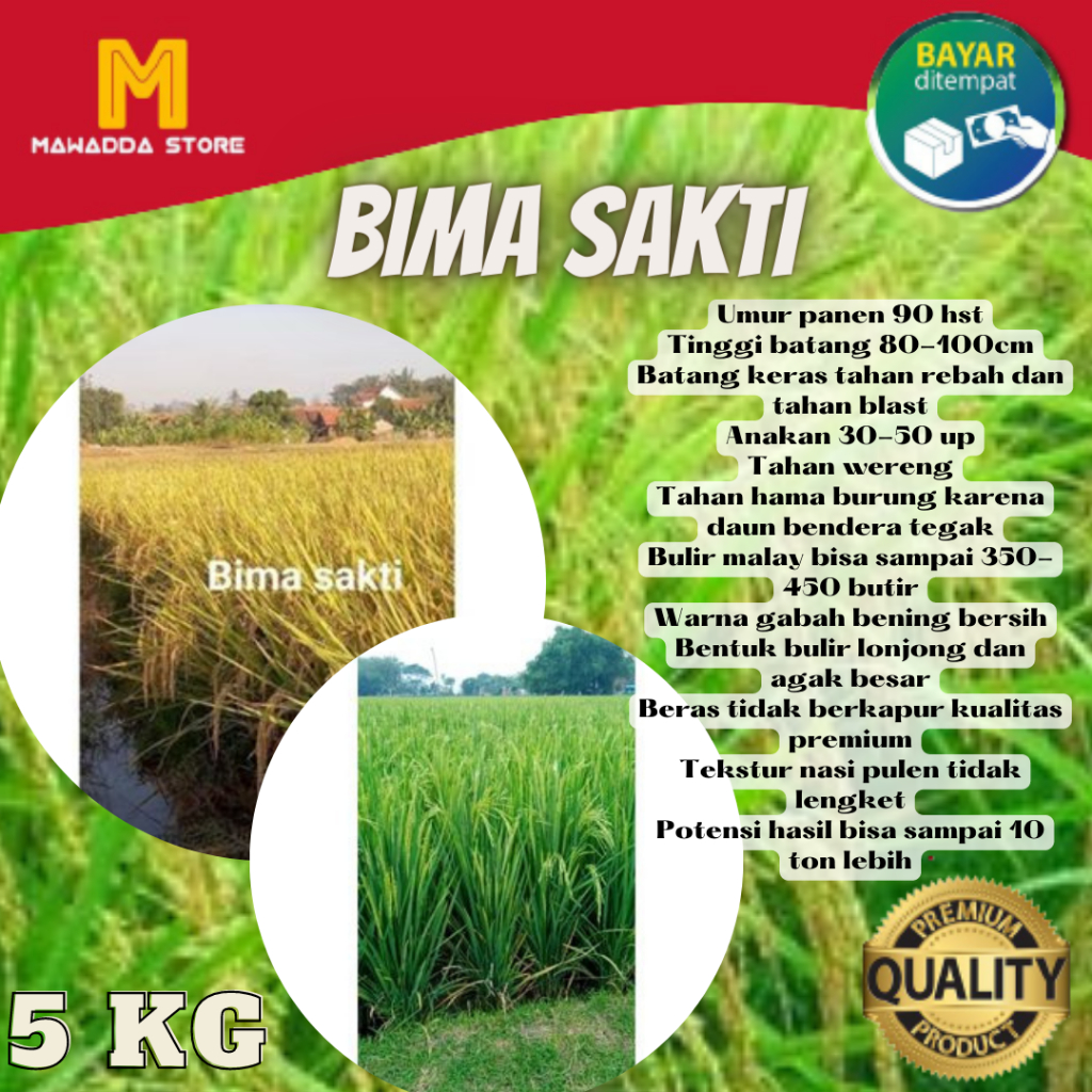 Jual Benih Padi Bima Sakti Malai Panjang Benih Unggul 5kg Shopee