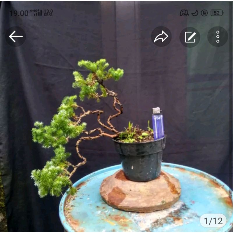 Jual paket 4 bonsai (serisa, sancang, Cemara embun, Azalea) | Shopee ...