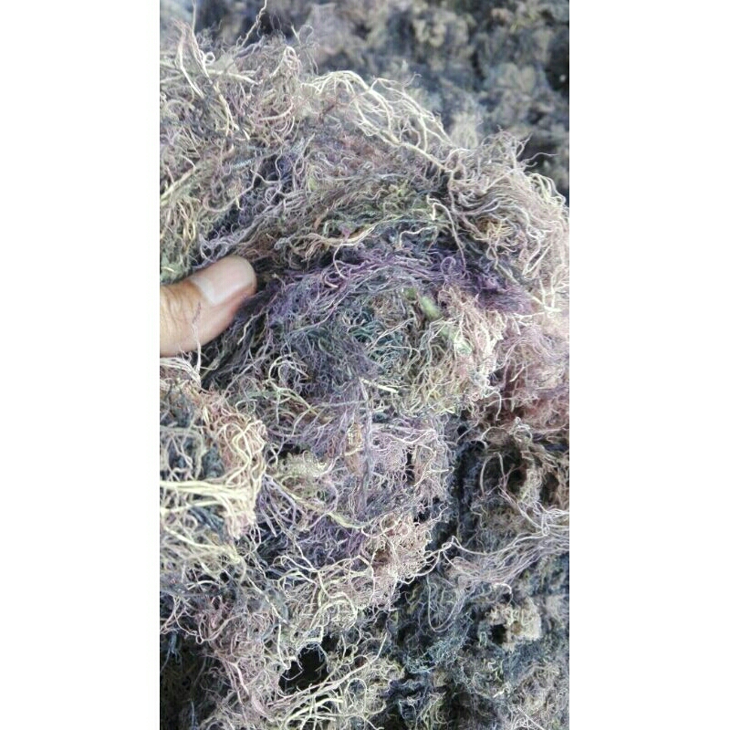 Jual RUMPUT LAUT KERING GRACILARIA BARU PANEN KEMASAN 1kg.Buat Agar2 ...
