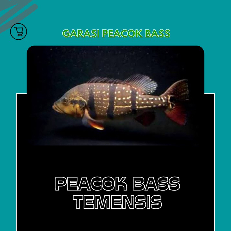 Jual PEACOK BASS TEMENSIS VENE | Shopee Indonesia