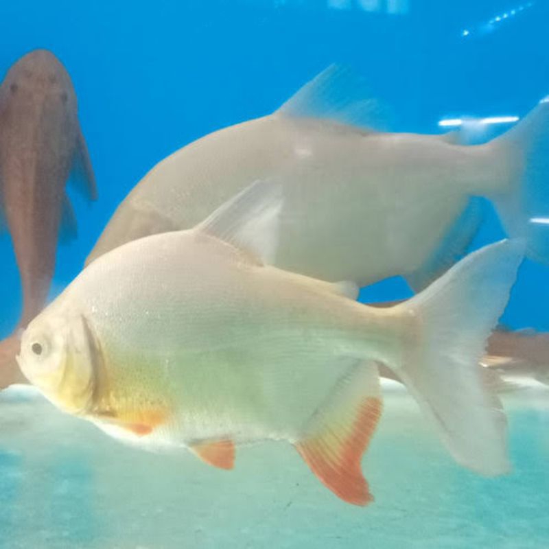 Jual Ikan Hias Bawal Pacu Albino Jumbo 23 25 Cm Shopee Indonesia