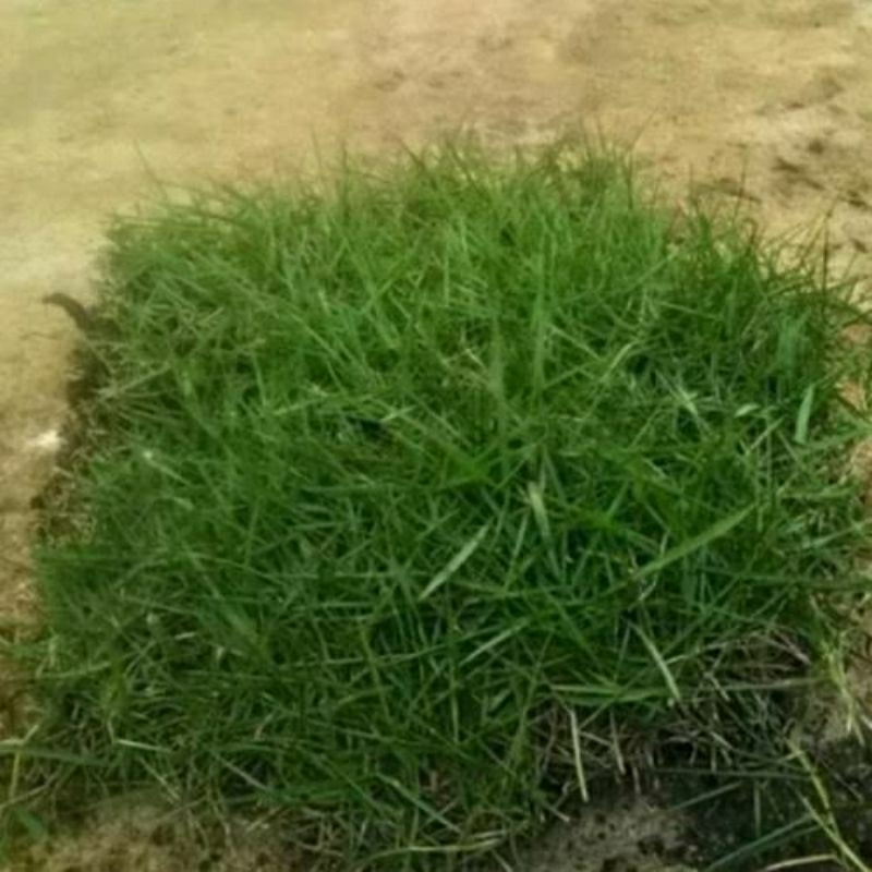 Jual rumput Jepang Segar / rumput peking diameter 15x15cm ( 1 lempeng ...
