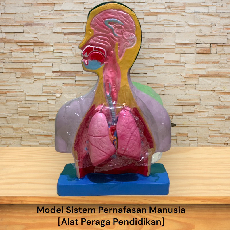 Jual Alat peraga model pernafasan manusia-Torso sistem pernafasan [Alat