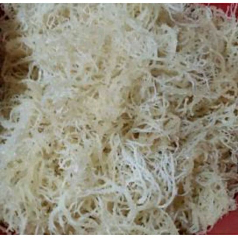 Jual Rumput laut / rumput laut basah / rumput kering _ 500gr | Shopee ...