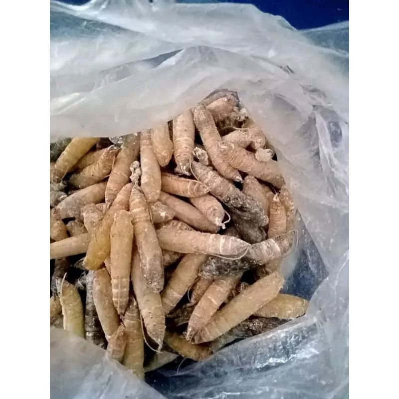 Jual entung daun pisang+kepompong daun pisang+umpan mancing ikan bawal ...