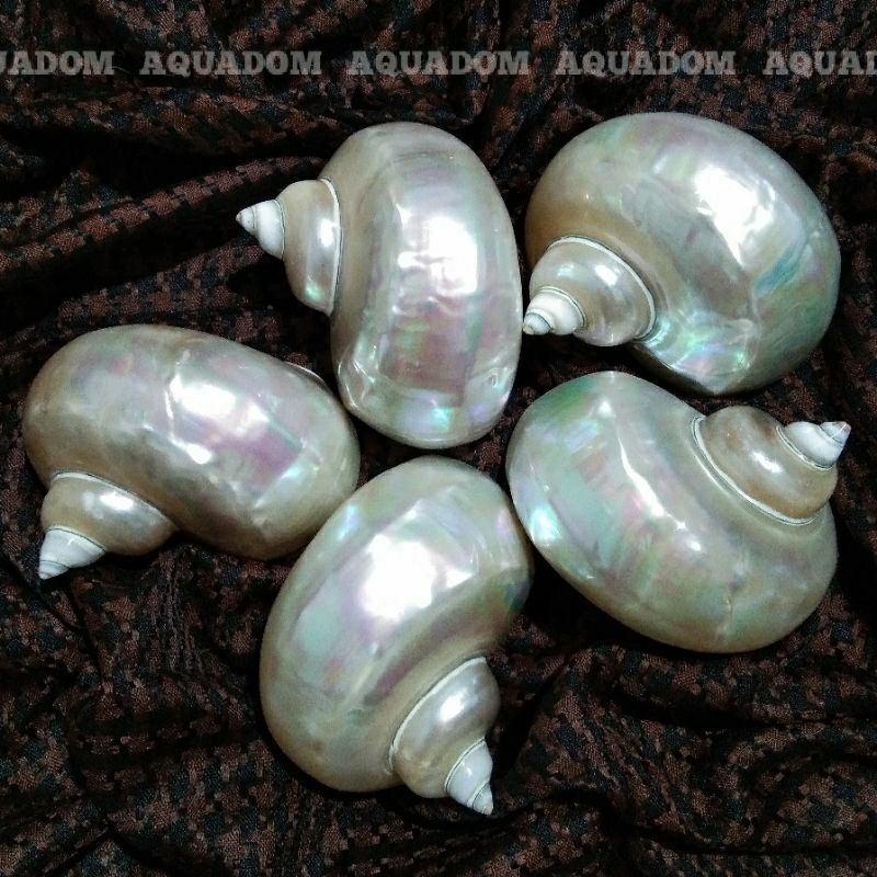 Jual PEARLIZED IMPERIAL TURBAN JUMBO CANGKANG KERANG KOLEKSI CANGKANG ...