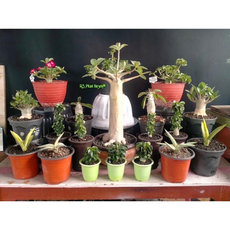 Jual Live Sale Adenium LC koleksi Jumbo 5kg | Shopee Indonesia