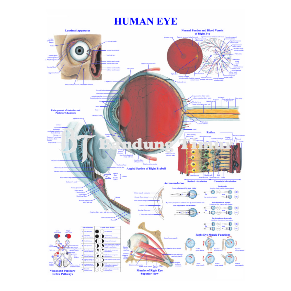 Jual POSTER ANATOMI MATA THE HUMAN EYE | Shopee Indonesia