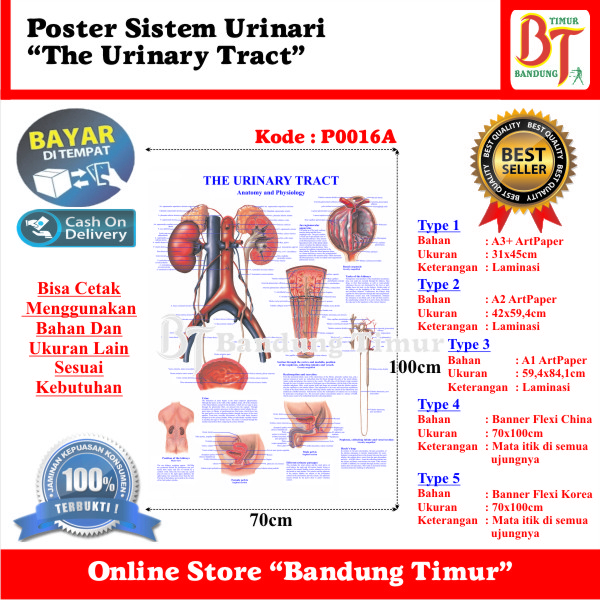 Jual POSTER SISTEM URINARI THE URINARY TRACT | Shopee Indonesia