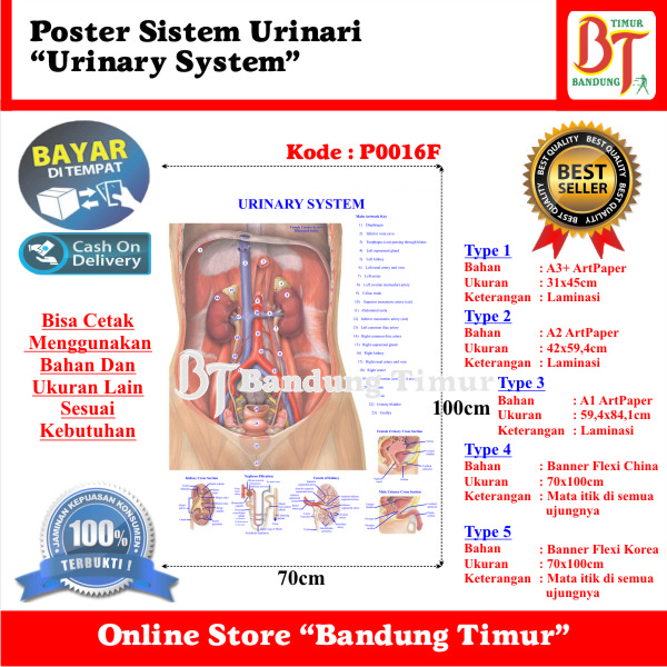 Jual POSTER SISTEM URINARI URINARY SYSTEM | Shopee Indonesia