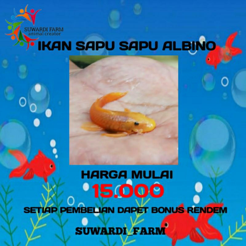 Jual Aksesoris Akwarium Ikan Sapu Sapu Black Albino Untuk Pembersih