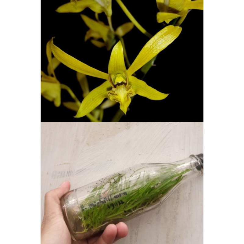 Jual Botolan Dendrobium mirbelianum | Shopee Indonesia