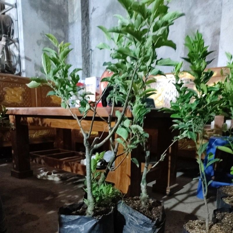 Jual apel rome beauty okulasi batang besar tinggi 1meter | Shopee Indonesia