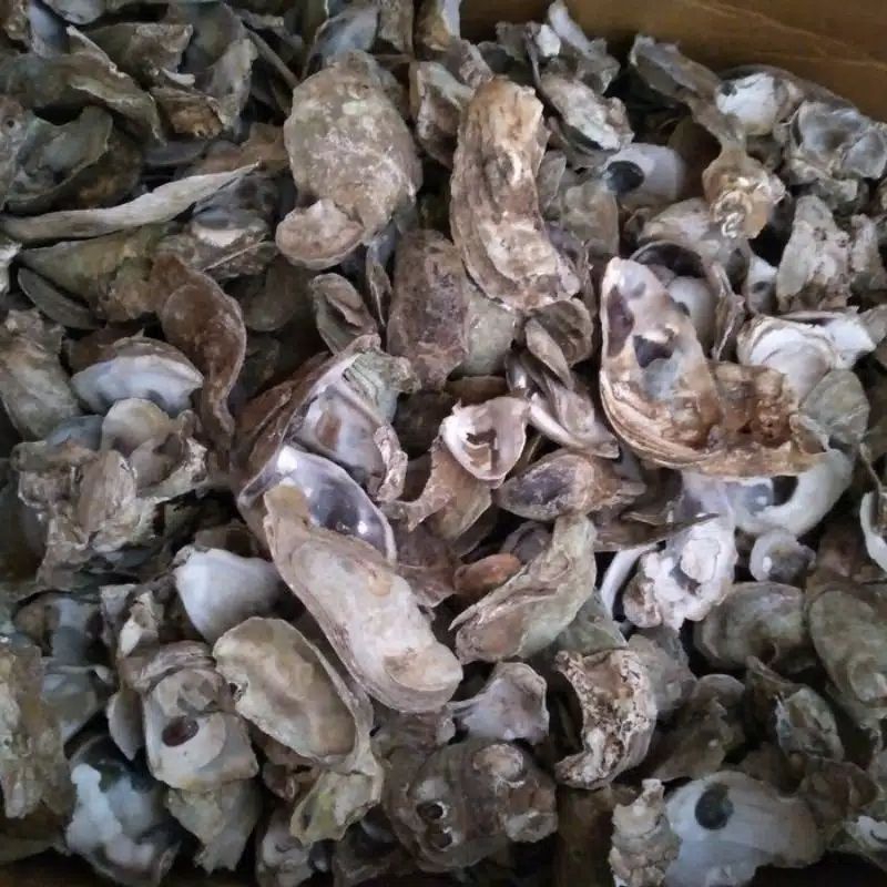 Jual oyster shell kulit kerang tiram 1kg media filter kolam dan ...