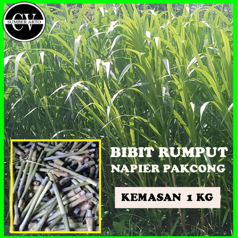 Jual Bibit Rumput Napier Pakcong Kemasan 1 Kilo. Bibit Rumput Pakcong ...