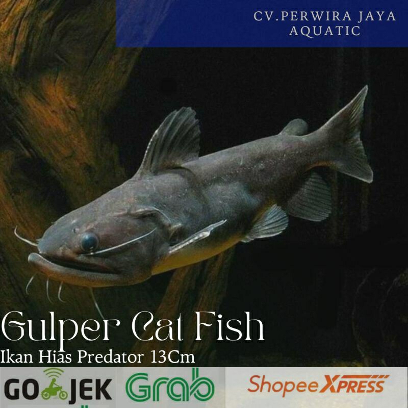 Jual Gulper Catfish Tankmate Predator Hiasan Aquarium | Shopee Indonesia