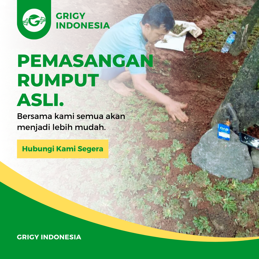 Jual PEMASANGAN RUMPUT HIDUP/ PEMASANGAN RUMPUT GAJAH MINI, SWISS ...