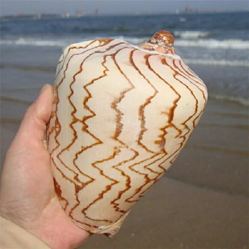 Jual CYMBIOLA NOBILIS SHELLS CANGKANG KERANG TIUP BINGA PINANG | Shopee ...