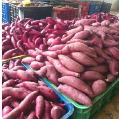 Jual Ubi Ungu Cilembu fresh Mentah Ubi purple Murasaki SPC | Shopee ...