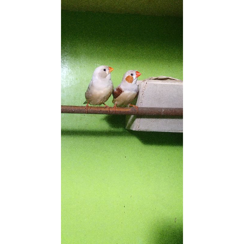 Jual Burung Zebra finch Indukan per Pasang. | Shopee Indonesia