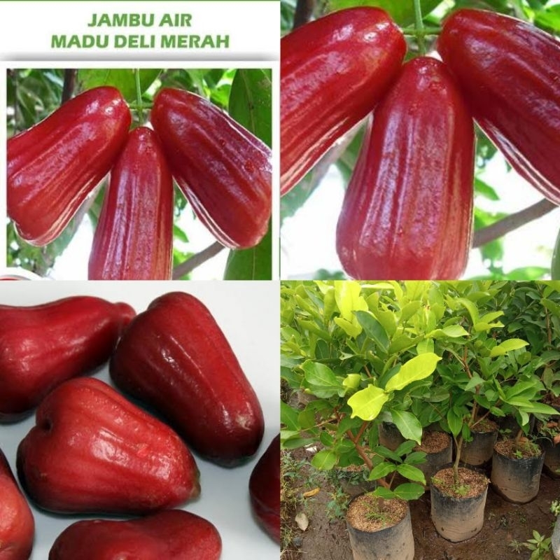 Jual Bibit Tanaman Jambu Air Madu Delhi Merah Mdh Merah Tinggi Meter