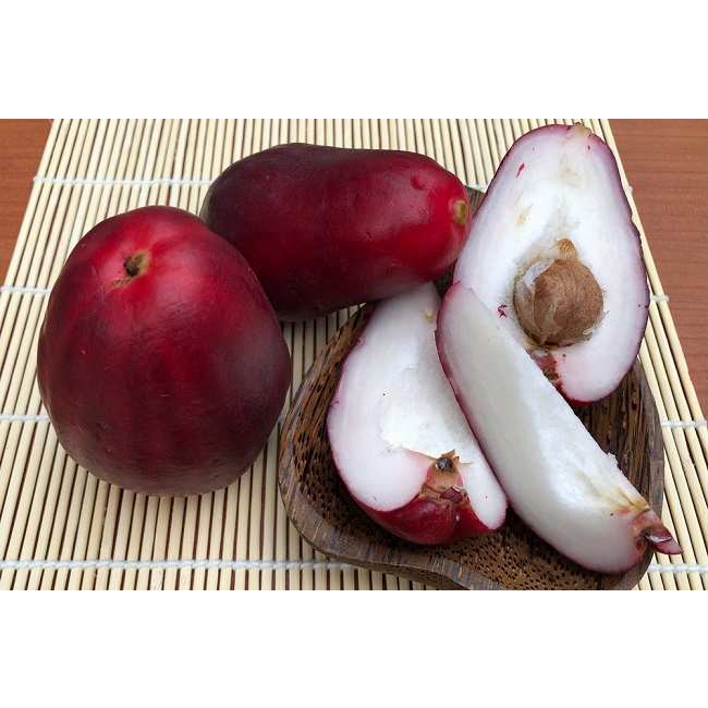Jual Bibit Jambu Jamaika BATANG BESAR | Shopee Indonesia