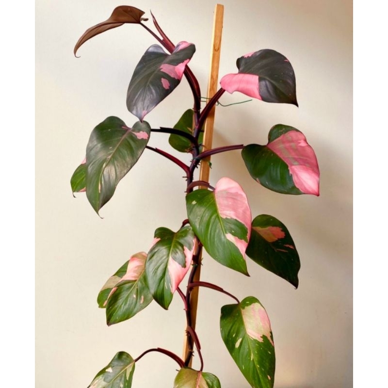 Jual Philodendron Pink Princess Tanaman Hias Bunga Philo Pink Murah ...