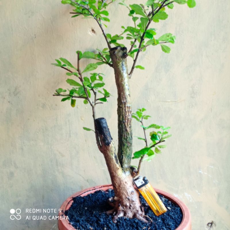 Jual Bahan Bonsai Hokianti Lokal Jos Realpic Shopee Indonesia