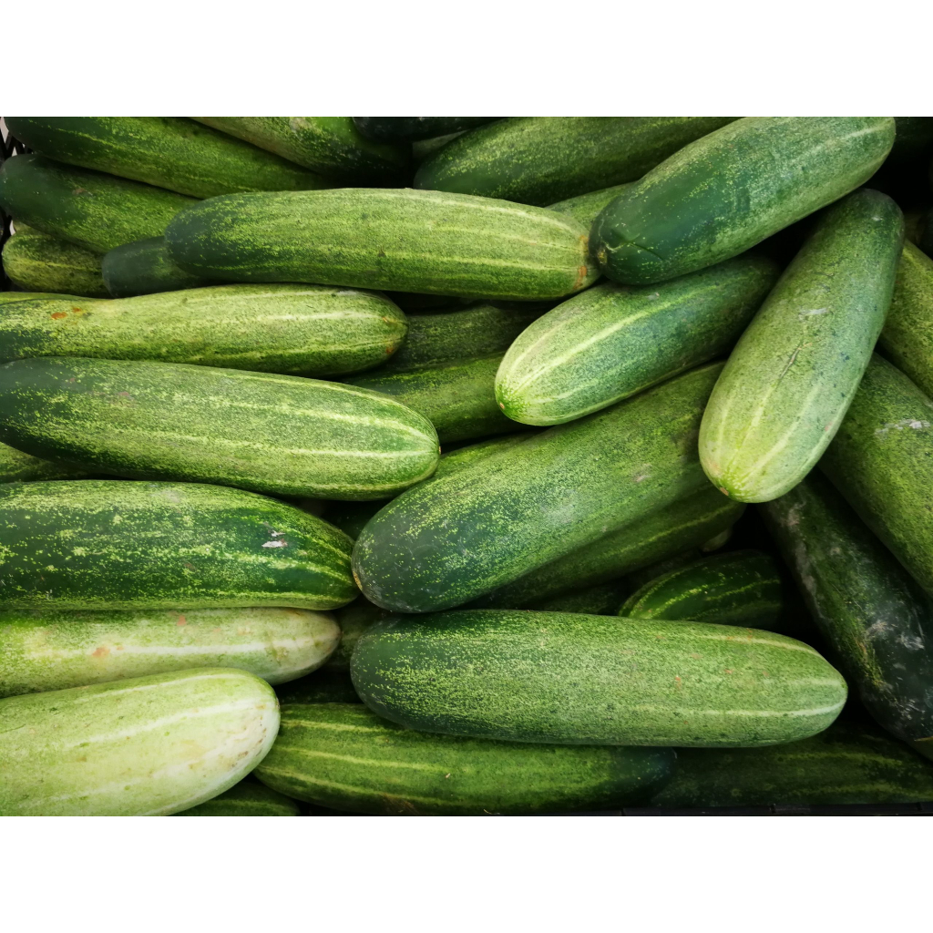 Jual Mentimun Ketimun Timun BESAR Large Cucumber 1 kg | Shopee Indonesia