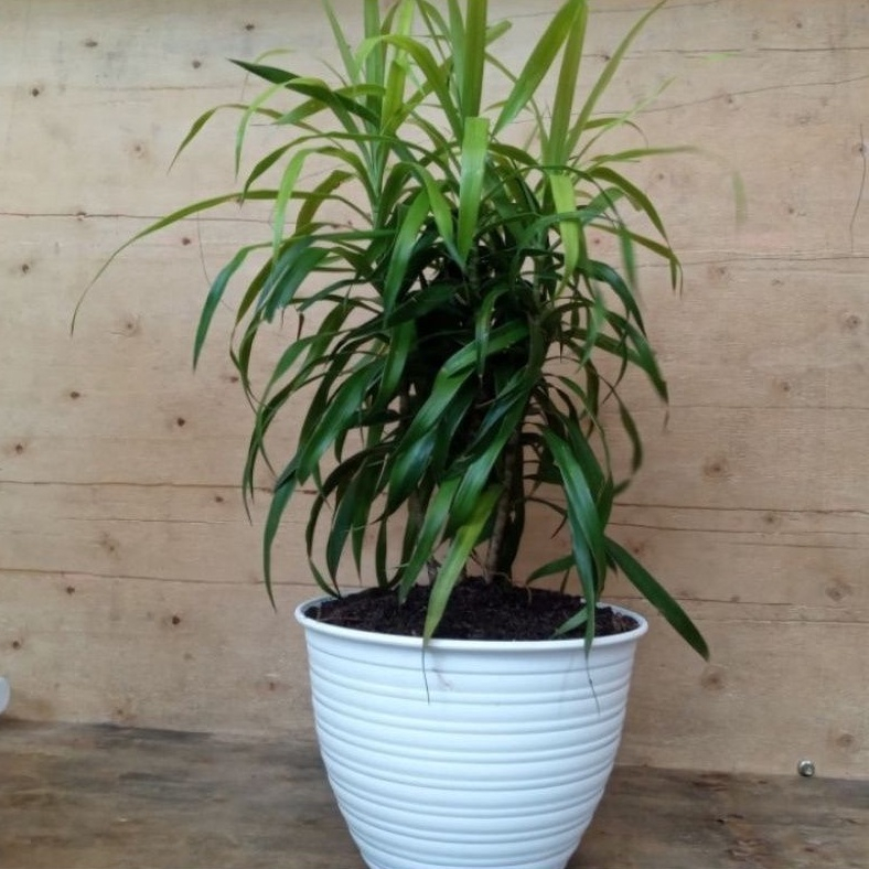 Pohon Suji Pewarna Alami / Tanaman Hias Indoor Pohon Suji Tinggi & Rimbun