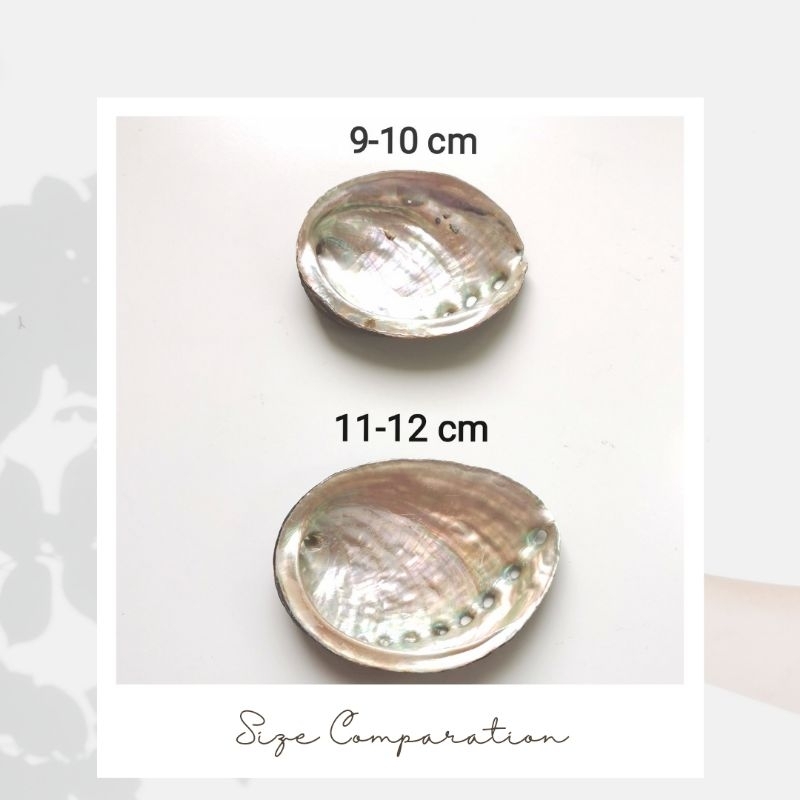 Jual Natural Abalone Shell | Tray for White Sage & Palo Santo (PREMIUM ...