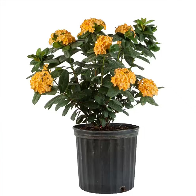 Jual Tanaman hias asoka bunga kuning besar - ixora prince of yellow ...