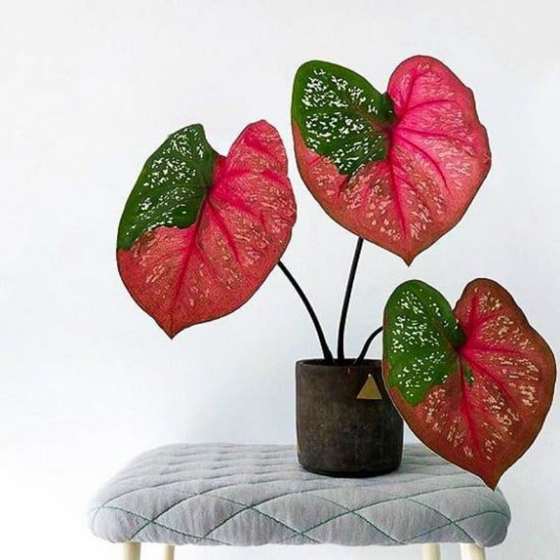 Jual caladium baret merah//tanaman hias keladi//baret murah meriah ...