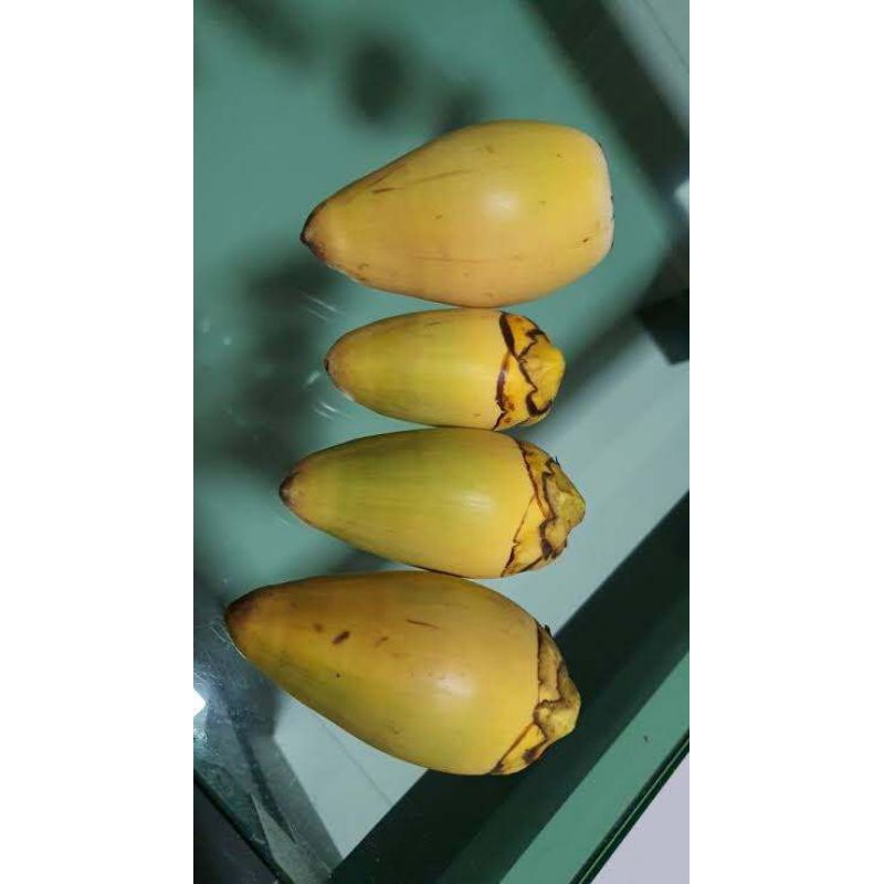Jual tembuluk/bluluk kelapa muda kecil fres 10 biji Rp 19000 | Shopee ...