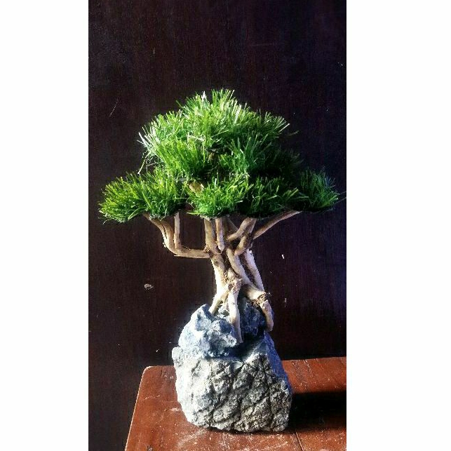 Jual POHON BONSAI AQUASCAPE RUMPUT SINTETIS Shopee Indonesia