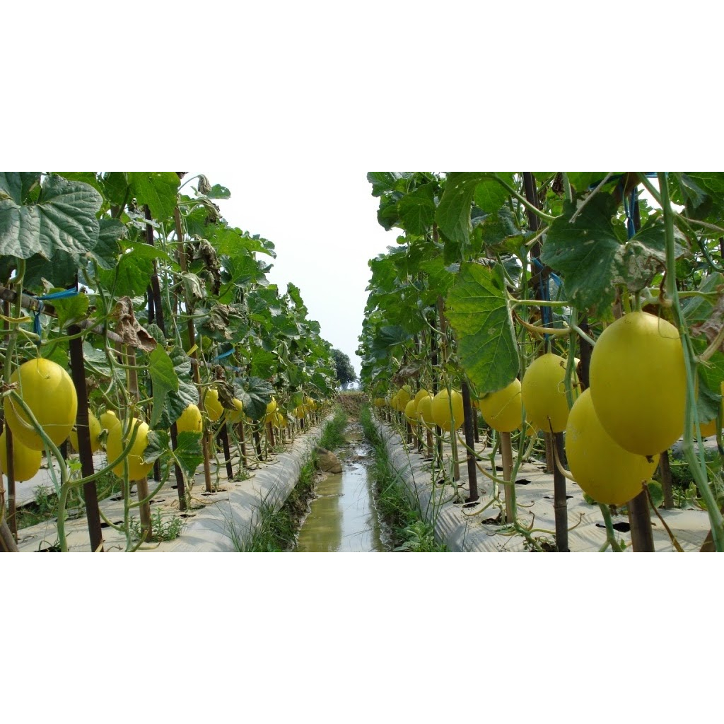 Jual Naturefarm - Benih Rock Melon F1 Hibrida (F1 Hybrid Rock Melon ...