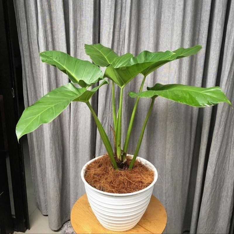 Jual {BISA COD} tanaman hias philodendron giganteum marbel tanaman ...