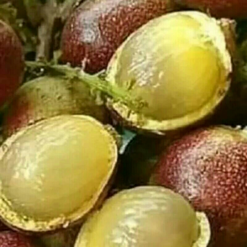 Jual Bibit Buah Langka Matoa Papua Rasa Buah Manis Enak Asal Cangkok