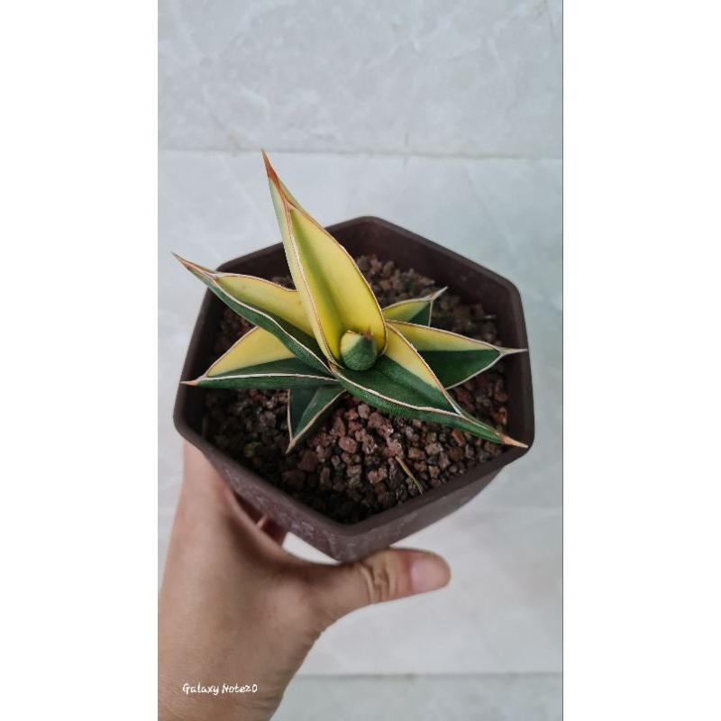 Jual Sansevieria Robuscula Varigata Robusta X Pinguicula Shopee Indonesia 